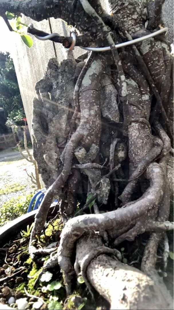 ガジュマル珊瑚石付き盆栽•持ち込み古い