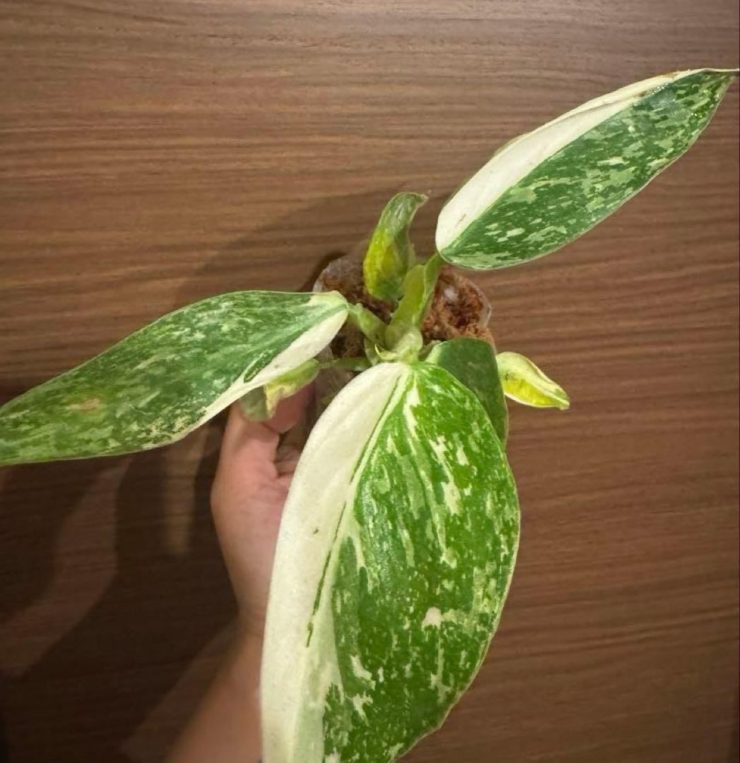 希少　レア　フィロデンドロン イルセマニー 斑入りPhilodendron