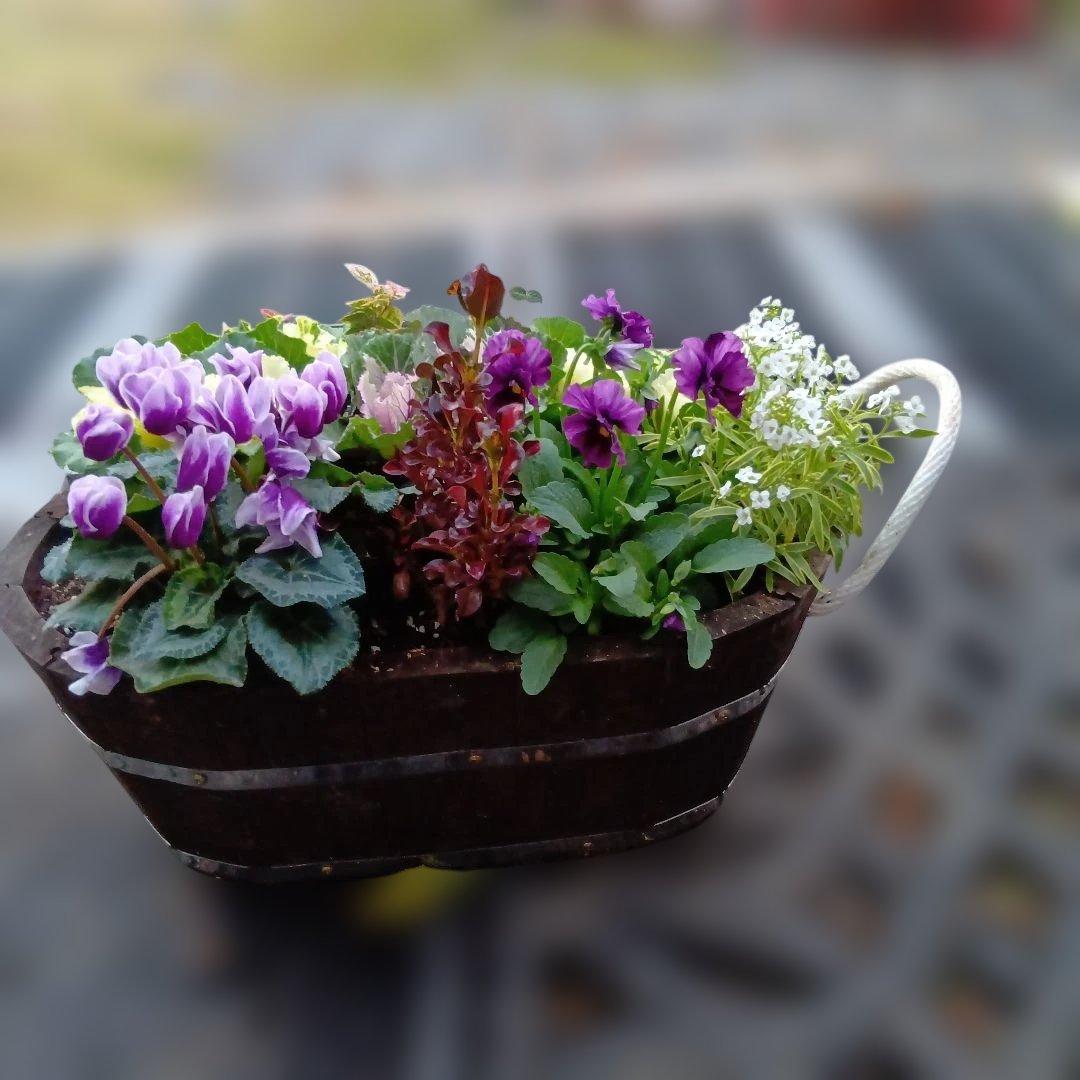 葉牡丹　ビオラ　シクラメン 等　寄せ植え 直径約38cm楕円形ウッドプランター