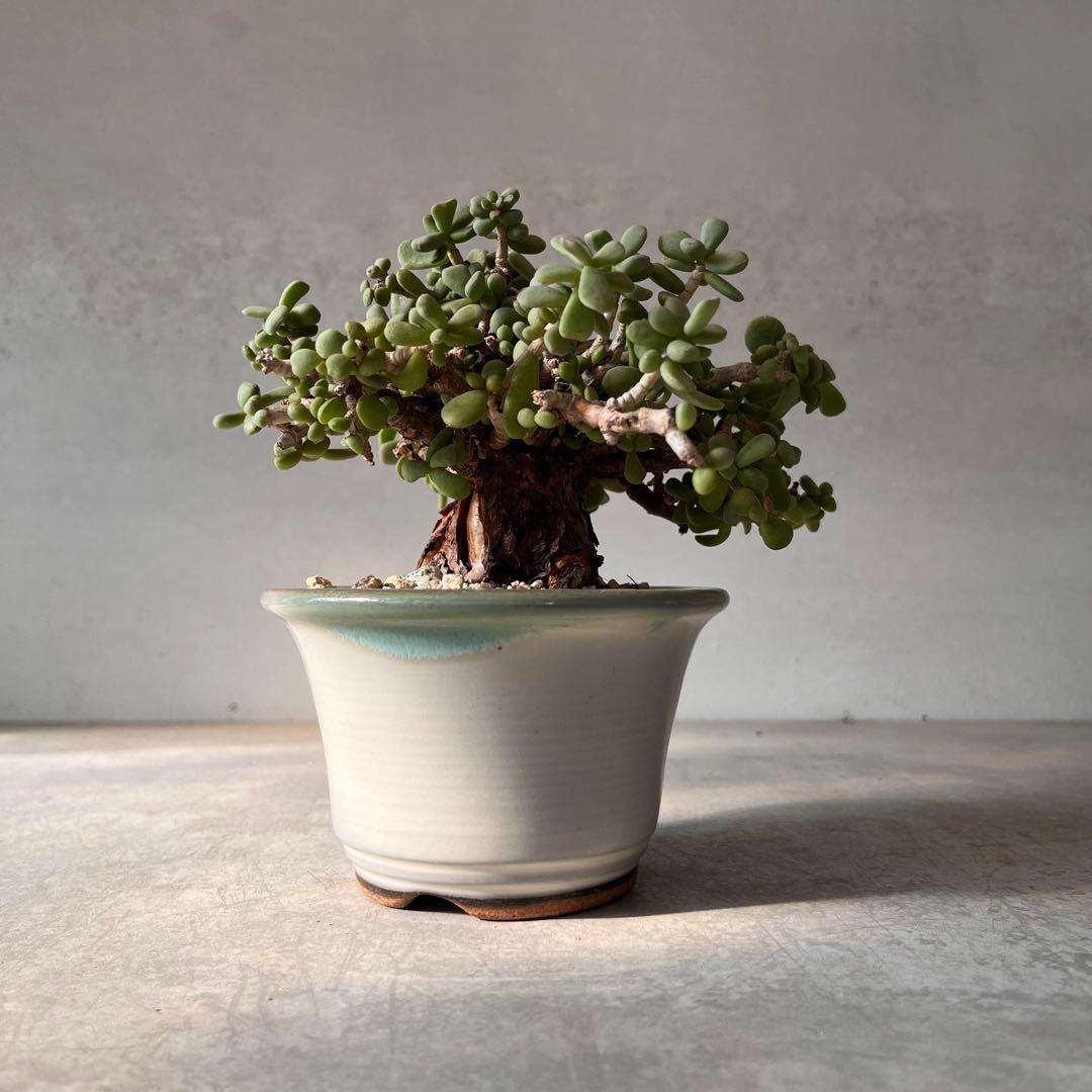 g*g様 ケラリアピグマエア　現地球　発根済み　塊根植物　陶器鉢セット　Ⅲ