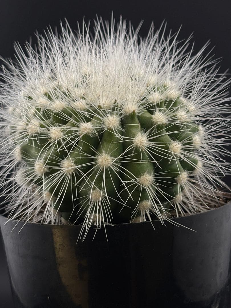 コピアポア　雷血丸　カキコ　台付