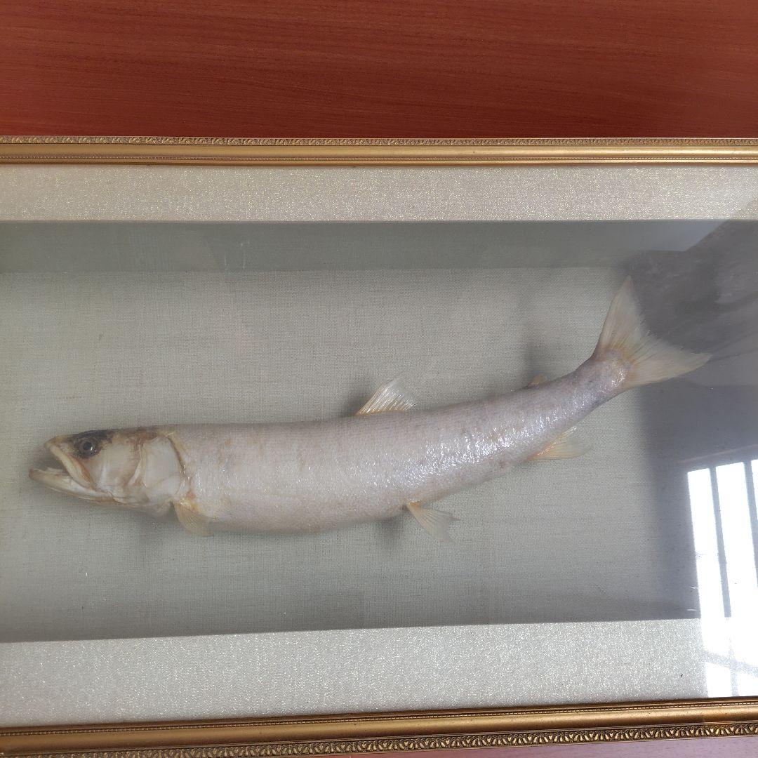 イトウの標本（剥製）