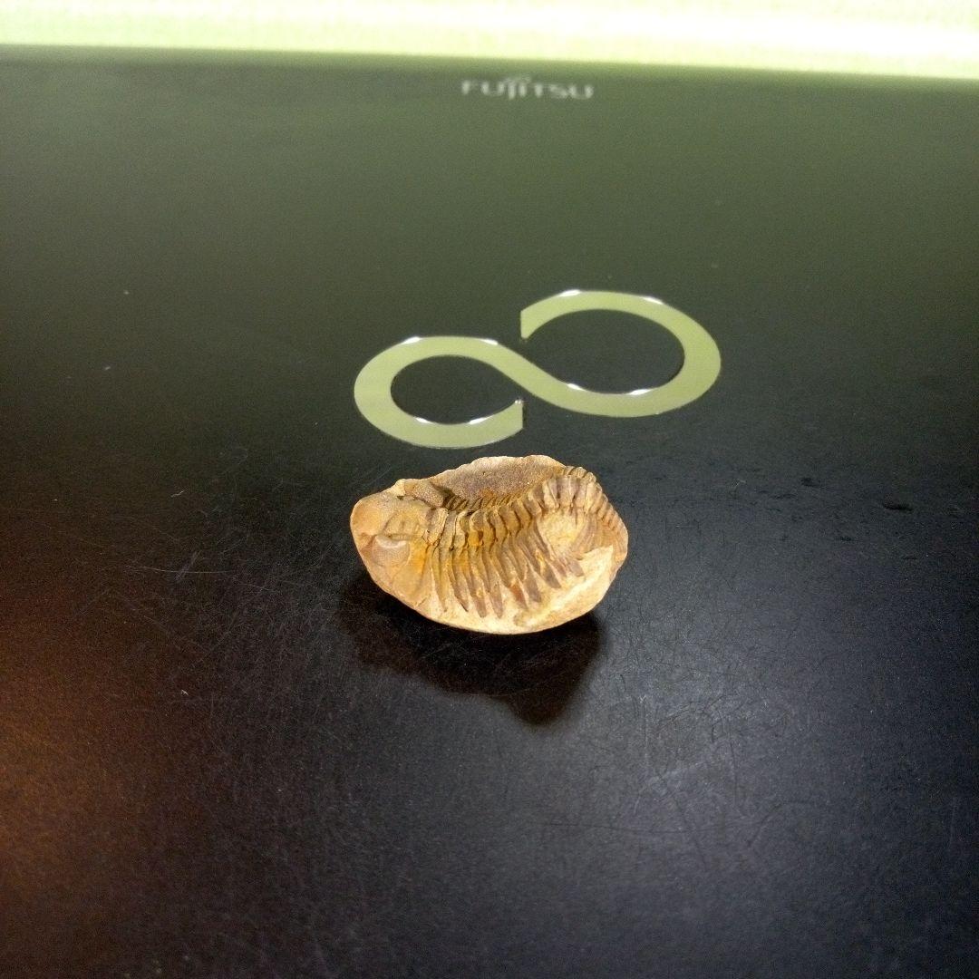 三葉虫　化石　fossil　ボリビア産　trilobite　南アメリカ化石郡⑨