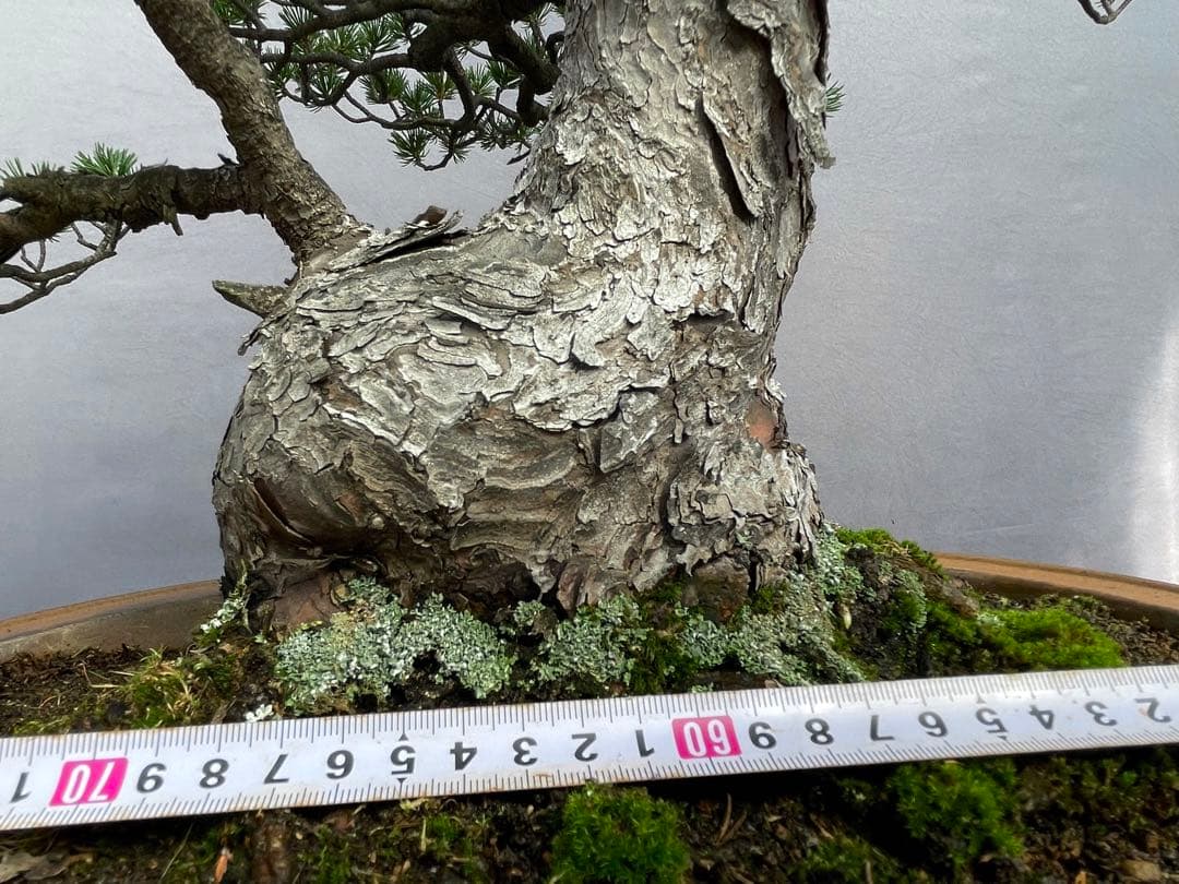 三河盆栽　五葉松　瑞祥　盆栽