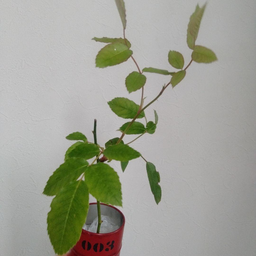 ２番　つるバラ　アイスバーグ　5／17撮影