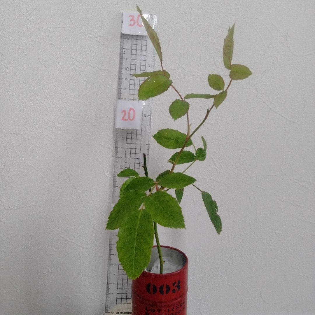 ２番　つるバラ　アイスバーグ　5／17撮影