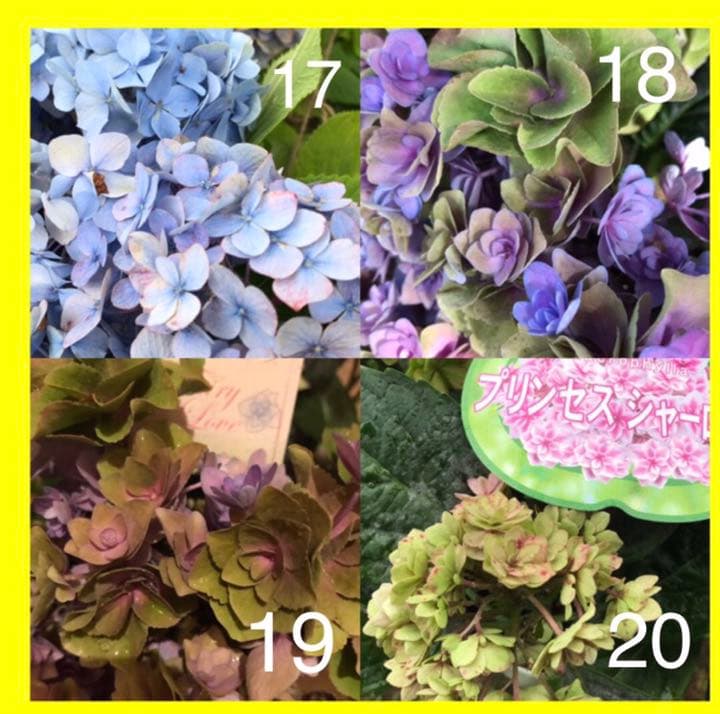 紫陽花 挿し木　挿し穂 【コメント選択専用】アジサイ