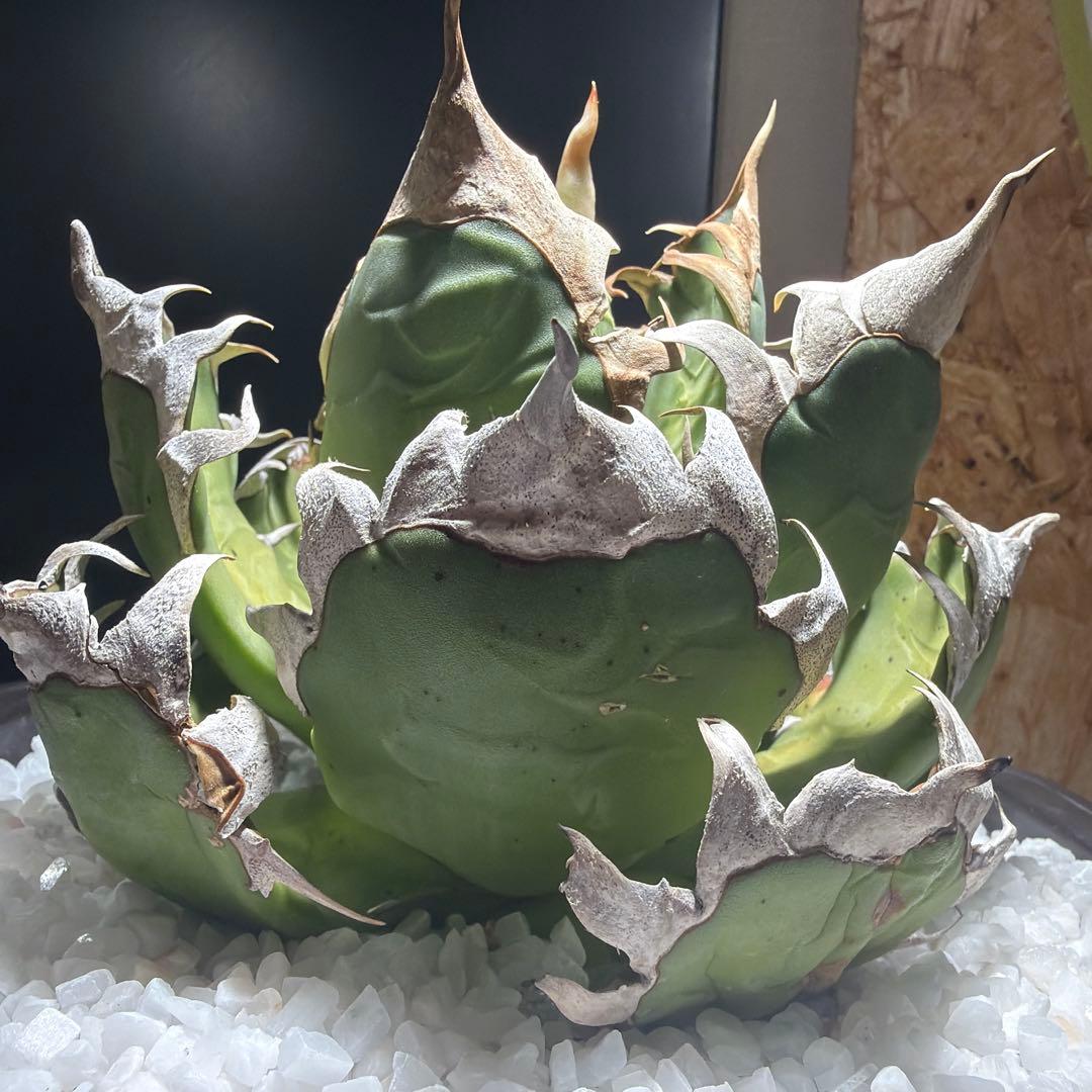 中型アガベ ゴリ猫