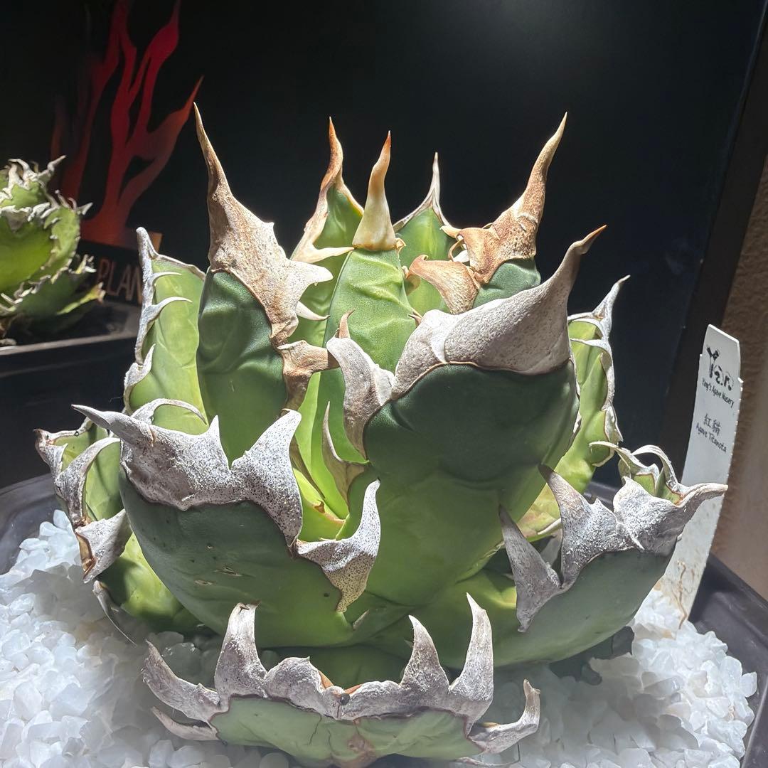 中型アガベ ゴリ猫