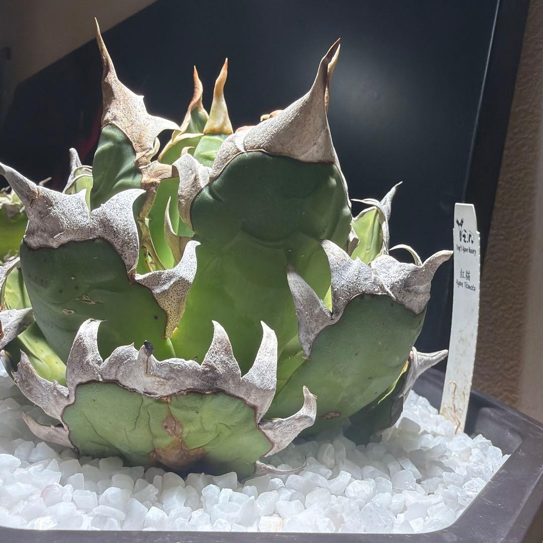 中型アガベ ゴリ猫