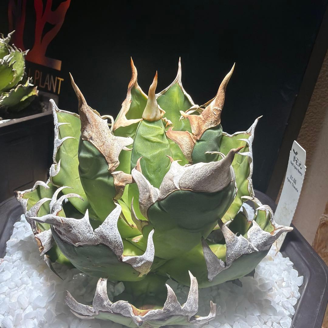 中型アガベ ゴリ猫