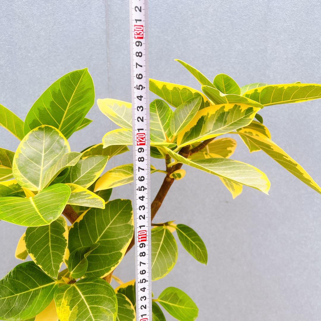 現品　フィカス　ゴムの木　アルテシマ　曲がり　6番　観葉植物　インテリアグリーン