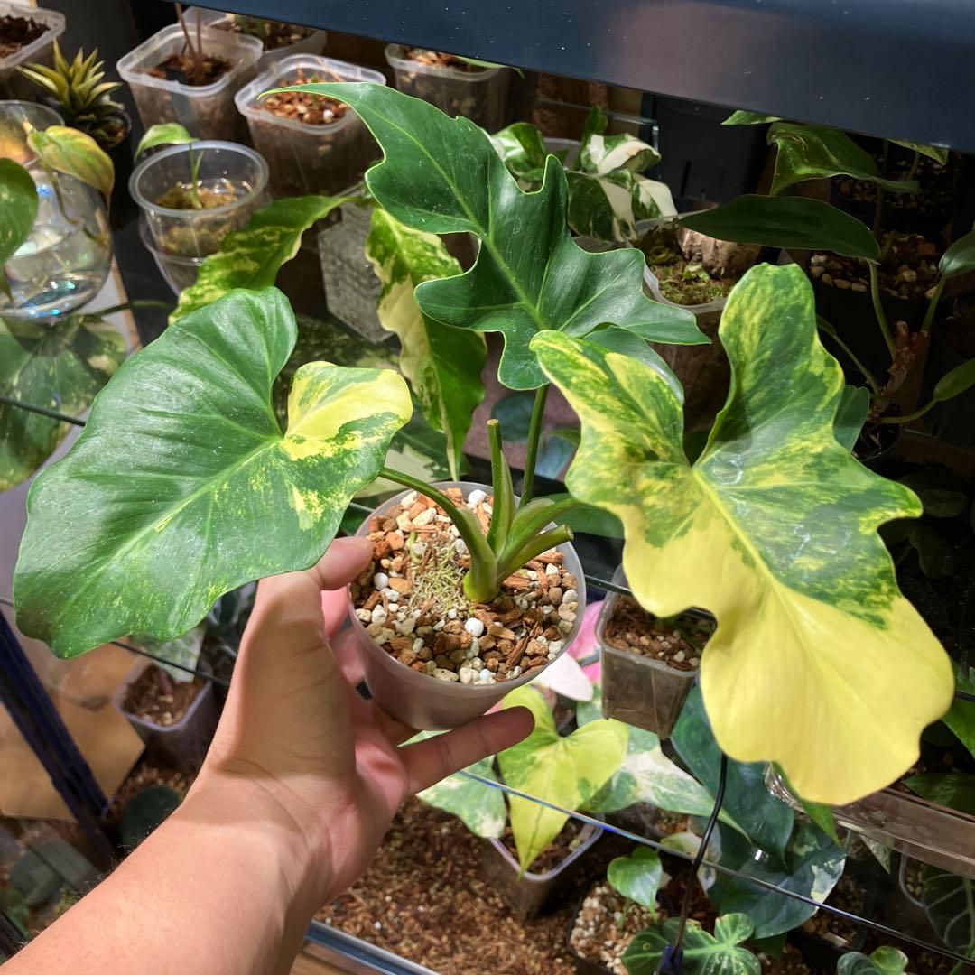 明日まで値下げ！希少！フィロデンドロン　セローム　斑入り