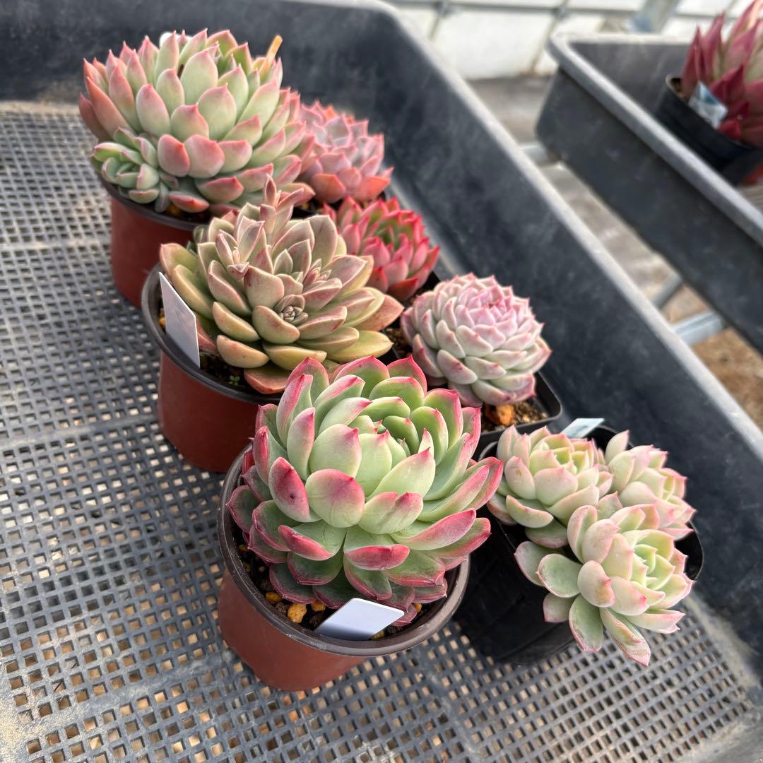 エケベリア 7種 ピンクの子セット 抜き苗 多肉植物