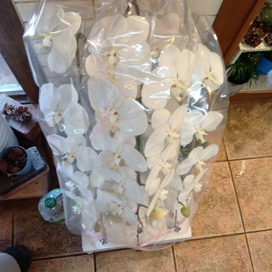 ネル！大輪胡蝶蘭３本立８寸陶器鉢入り新品ラッピング込み