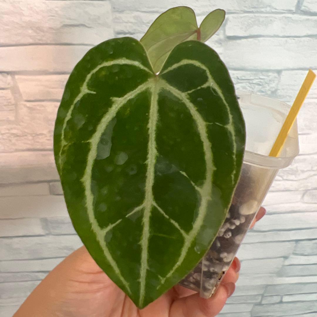 アンスリウム　カーラ×クリスタリナム　ハイブリッド