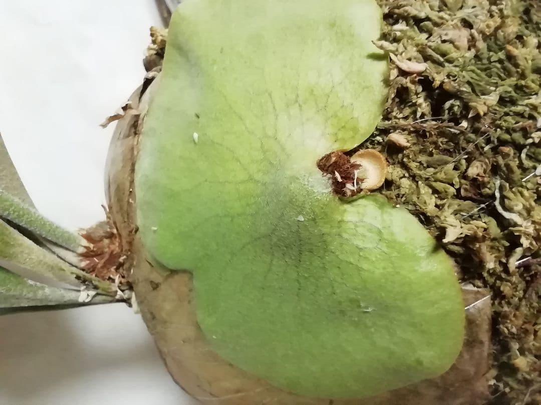 ウイリンキー変異個体株　格好良い大株　育てやすい希少株