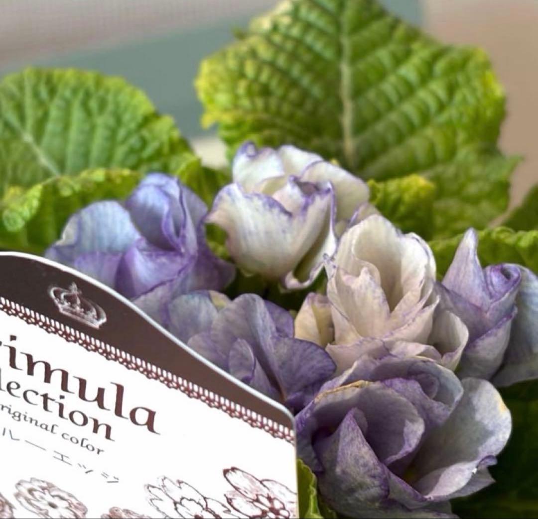 ちー様　確認用