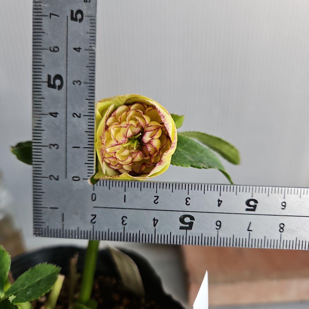 mamo様ご購入苗㉖-119クリスマスローズ