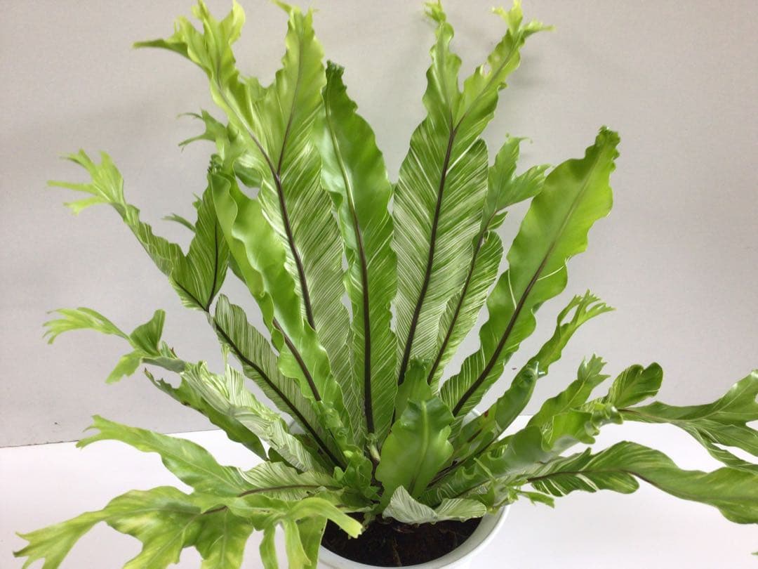 ⑤変葉木様お纏め専用商品‼︎ 斑入りアスプレニウム・ニダスバリエガータ6号鉢