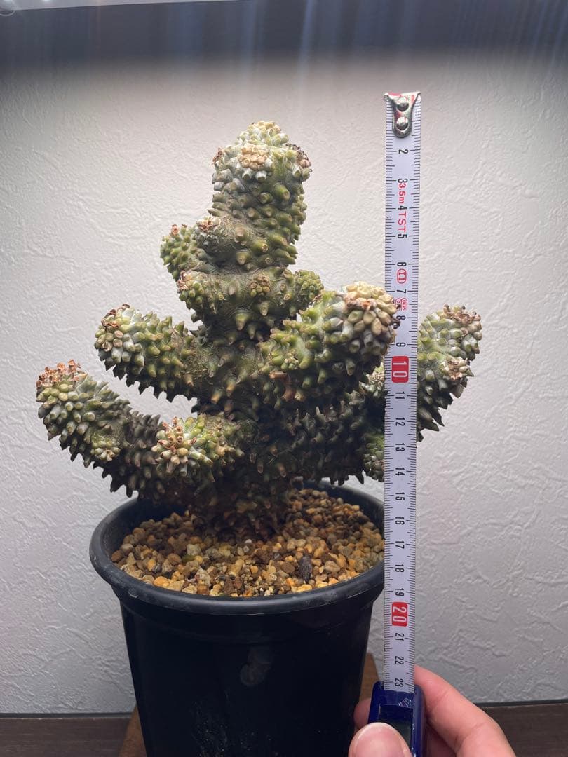 J*m様 チレコドン ワリチー