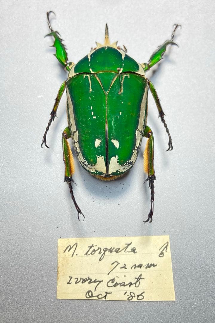 オオツノカナブントルクアータ　約71ミリ　’86 コートジボワール産