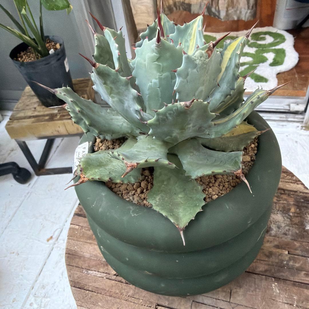 アガベ 雷神錦　縞斑