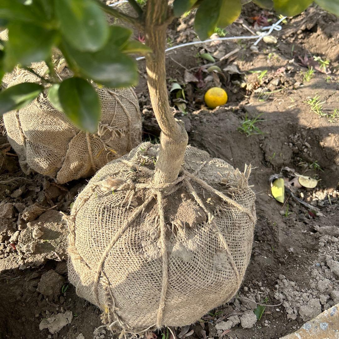 大実金柑の木（オレンジ果実付き）高さ約1.1メートル