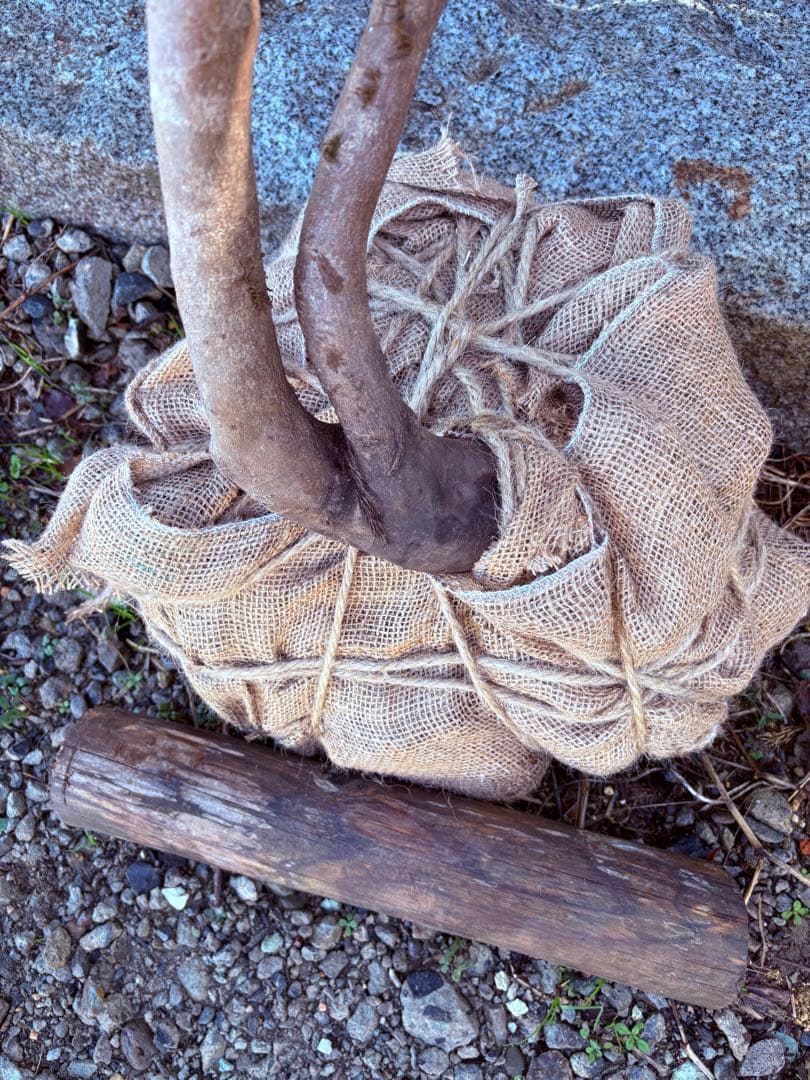 48 天然山採り　ヒサカキ