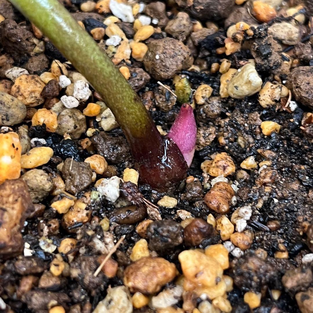 N*e様 ☘️入手困難☘️長期保有株☘️❤️しっかりプックリ新芽❤️634⭐️超