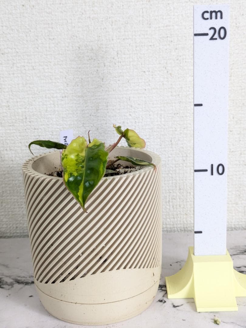 フィロデンドロン　ビレッティア　斑入り