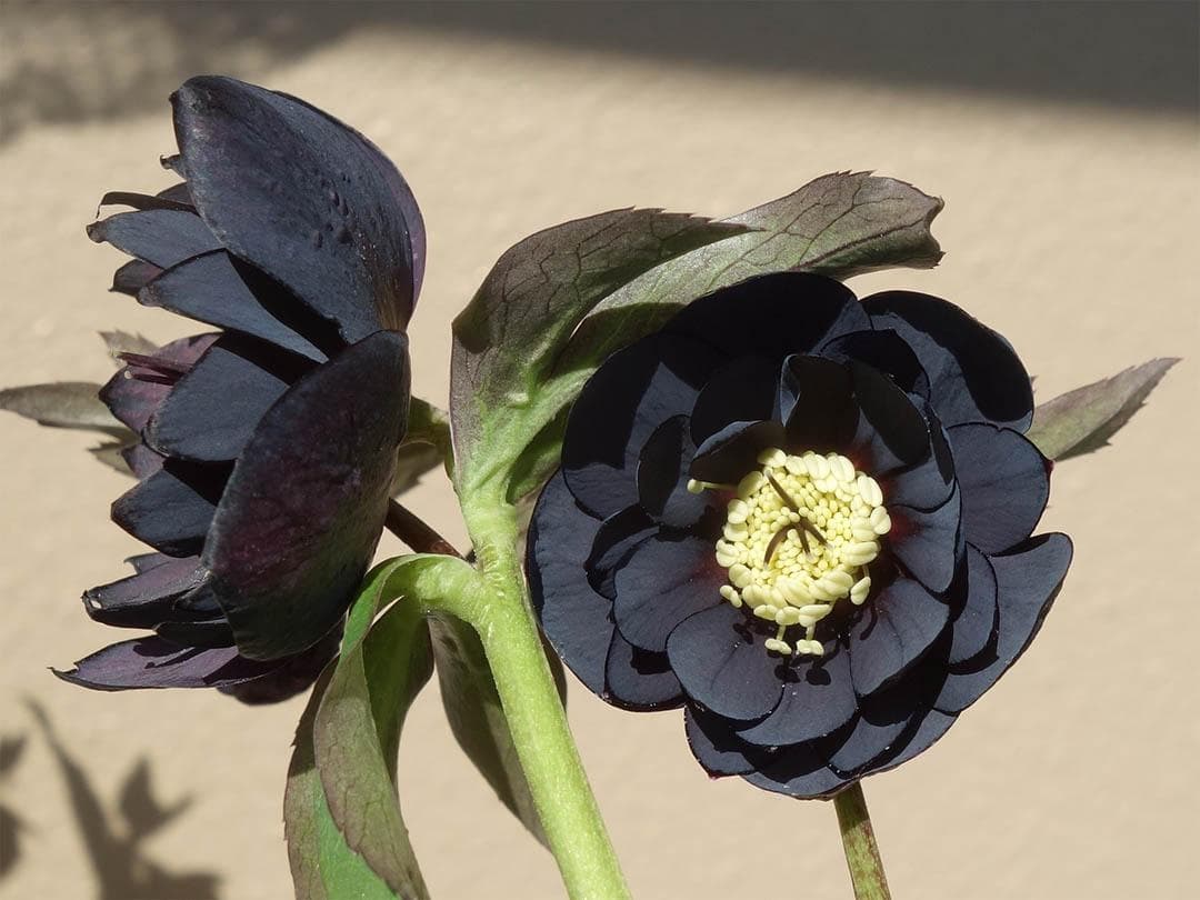 クリスマスローズ dd ブラック 来季用