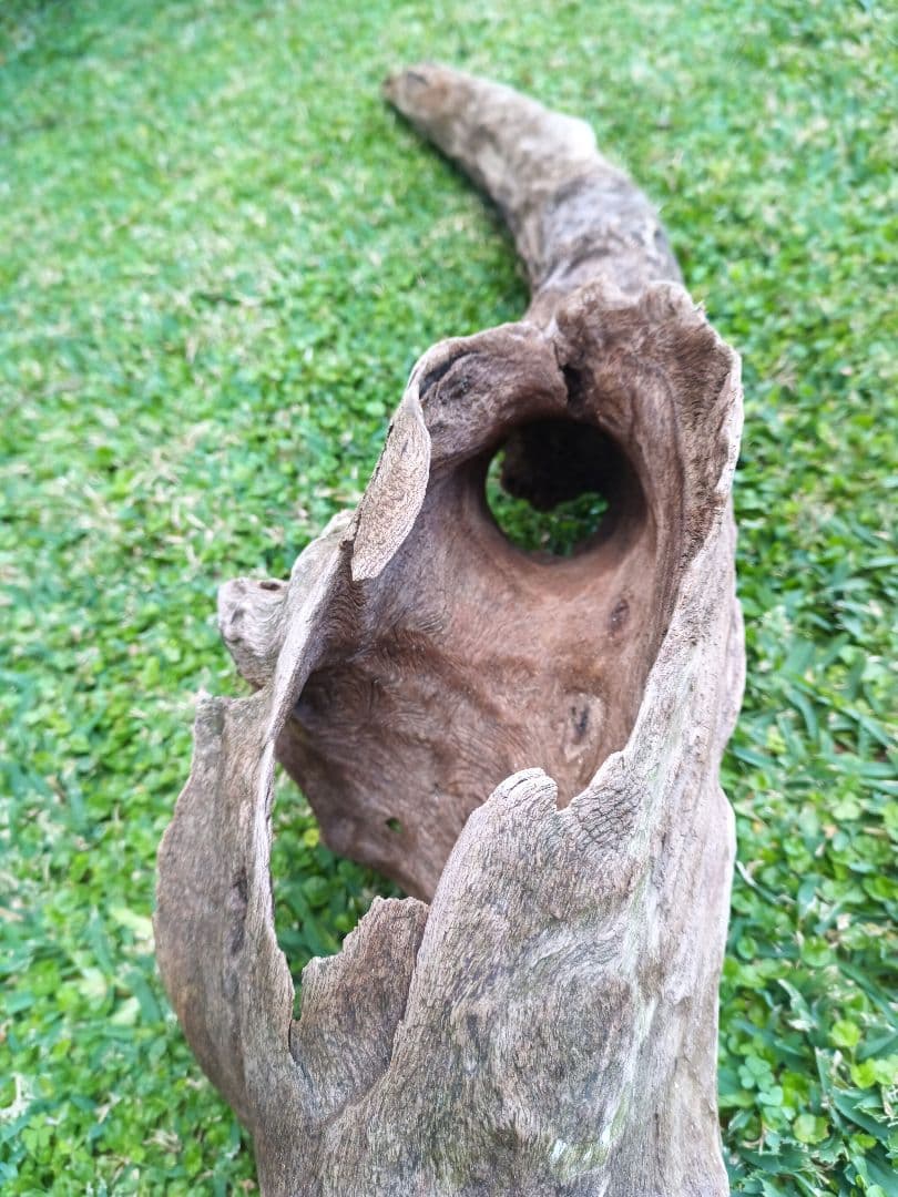 自然流木 レイアウト用品 約130cm