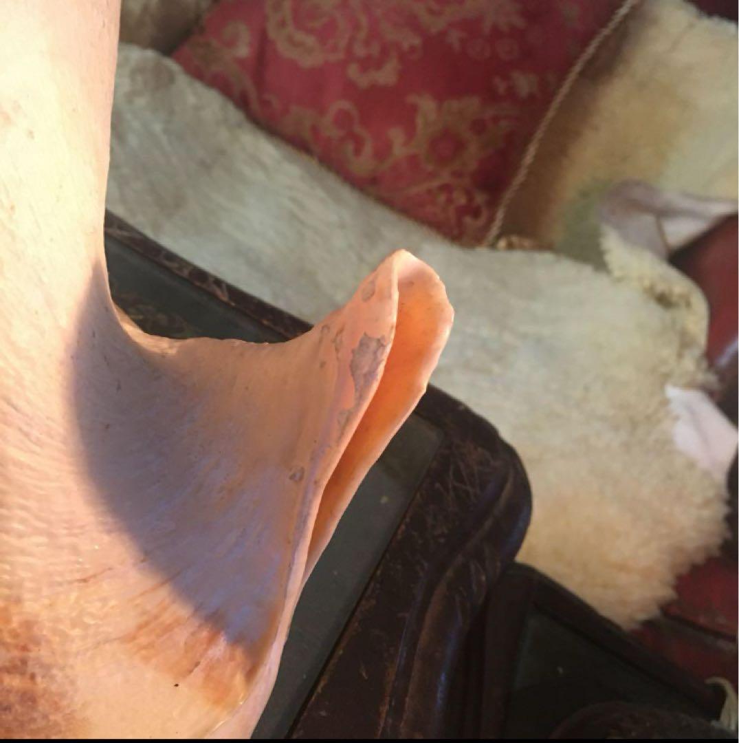 湯布院アンティーク 希少トウカムリカイ 310ｍｍ超特大標本 奄美大島産 カメオ