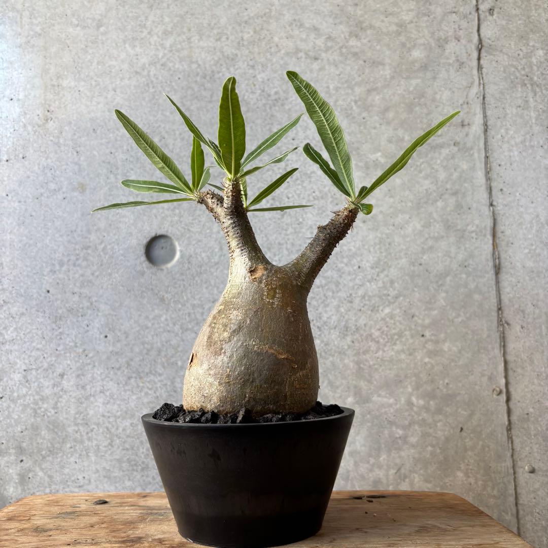 グラキリス 2 パキポディウム 限地球株