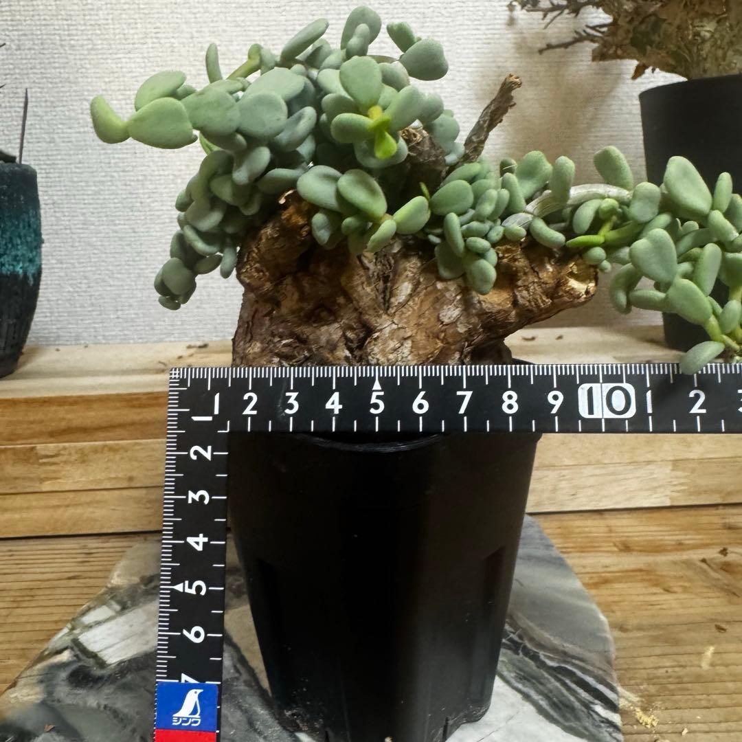 ケラリア ピグマエア 発根済み メス株 現地球Lサイズ 鉢ごと発送