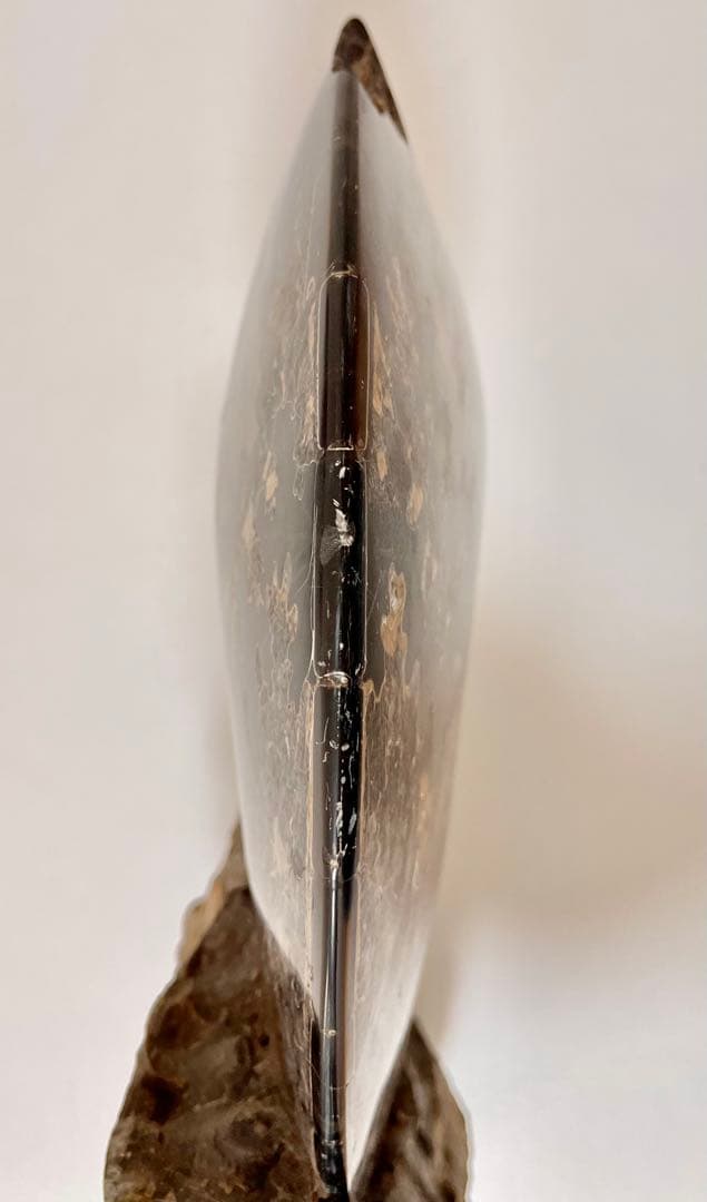 アンモナイト 化石 メキシコ産 大型 5.7kg 貴重 海外持出禁止◆入手困難