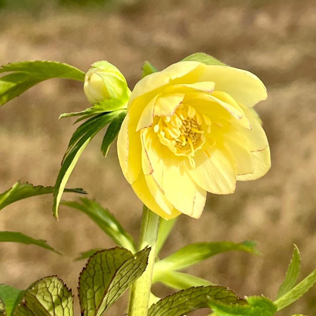 ラ*ク様 3336⭐️hercegovinusオーレア⭐️超小輪⭐️コロコロ⭐️