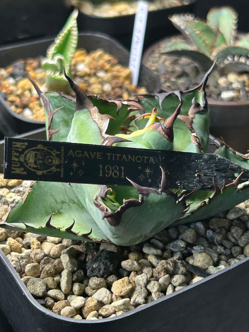 アガベ1981 子株　未発根