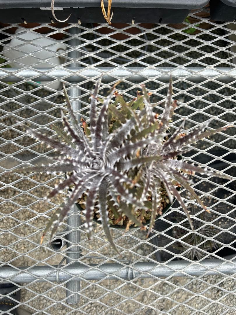 ディッキア Dyckia Code NW-27 Bill Baker