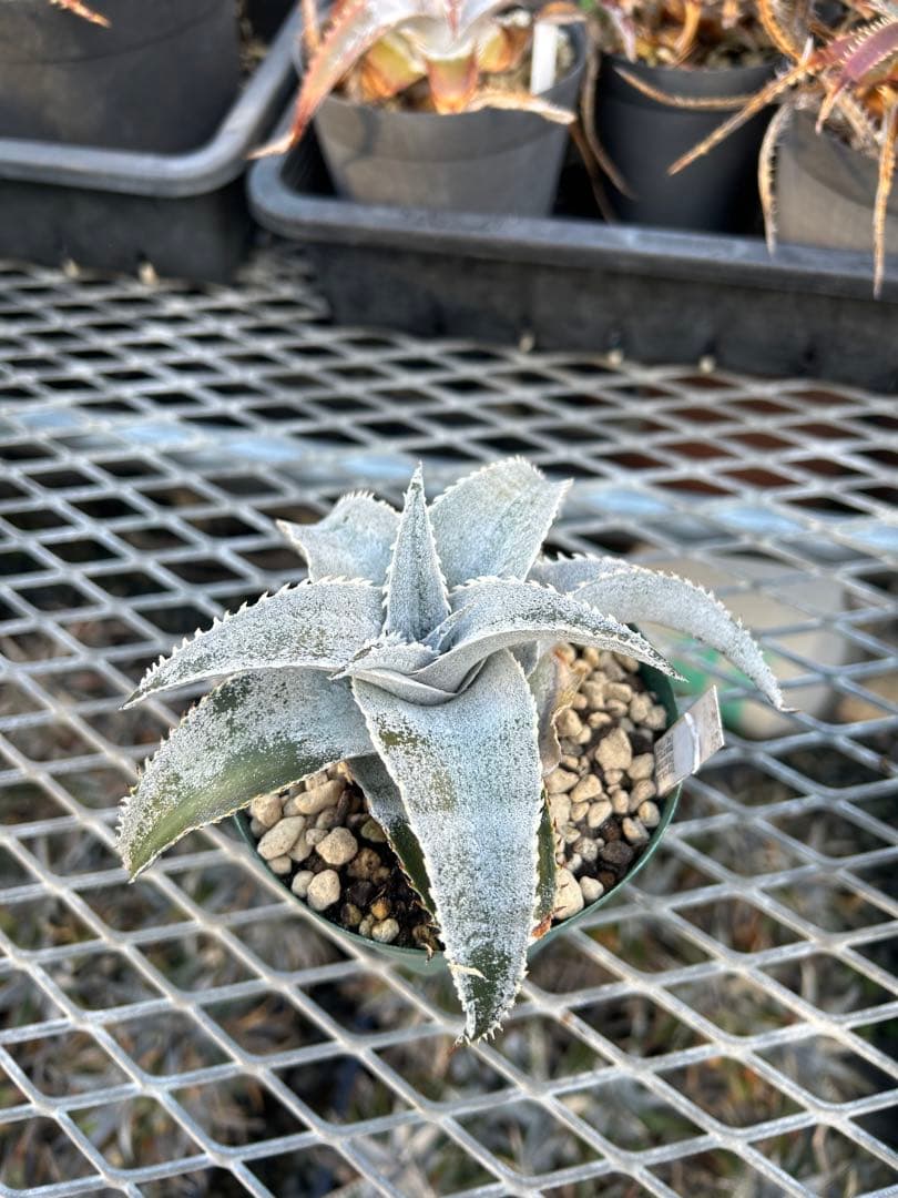 DBディッキア Dyckia marnier-lapostollei ⑶