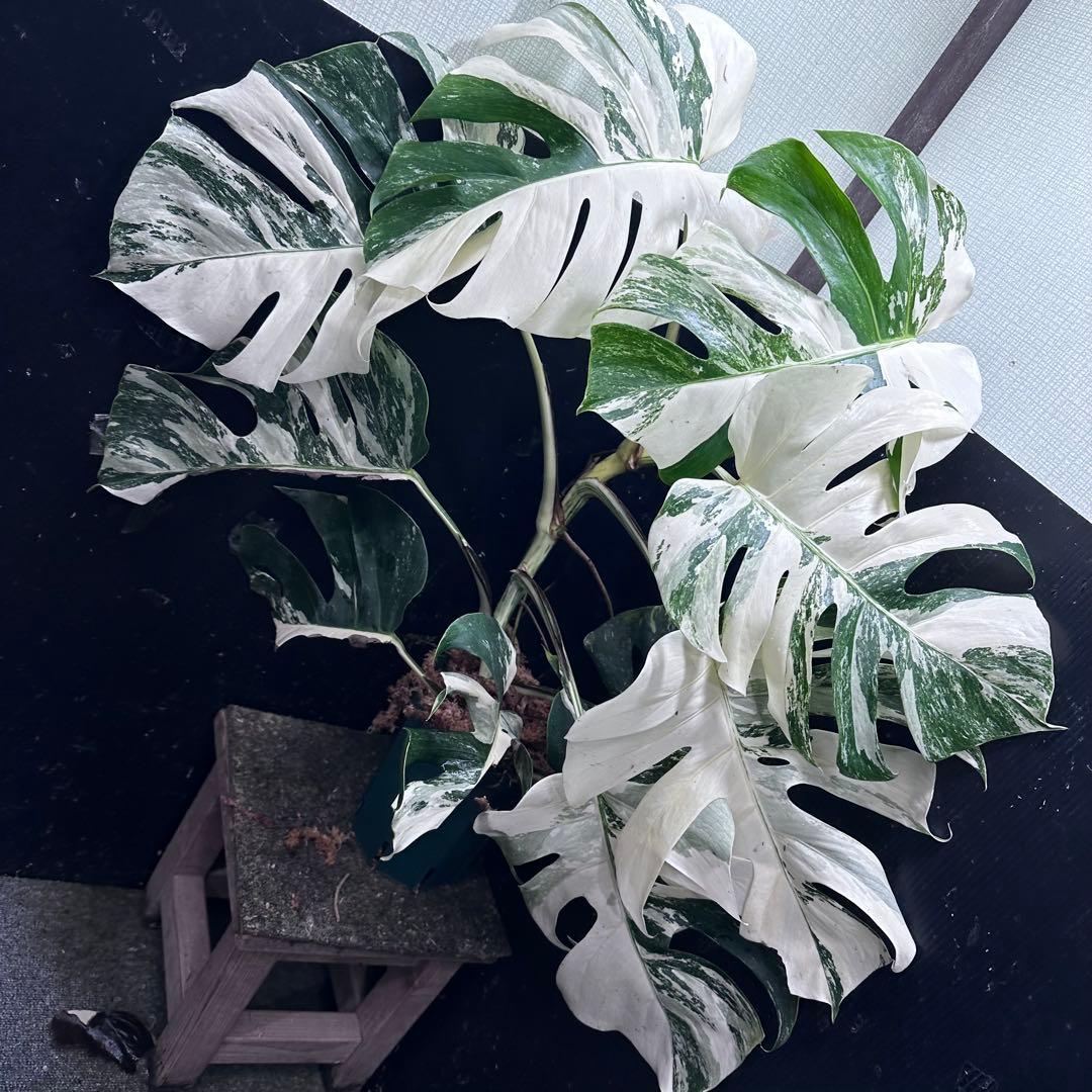 斑入りモンステラ ホワイトタイガー極美大株74cm白斑多
