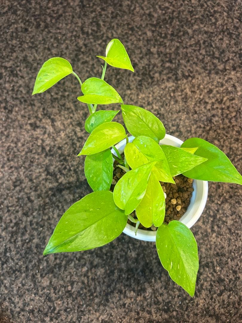 ポトスライムコンパクトしろ吉次回発送です。