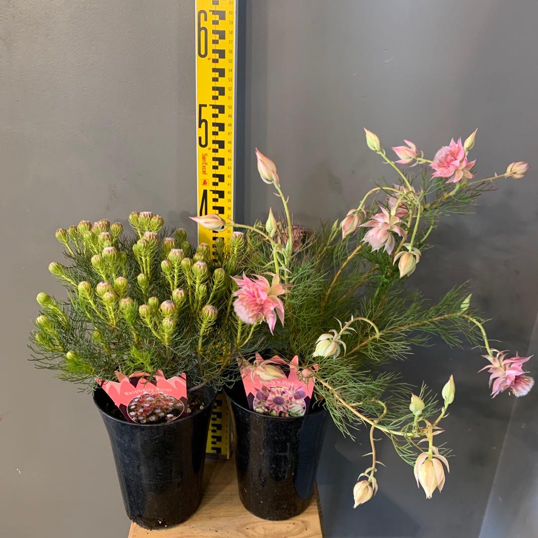 セルリア 2種セット