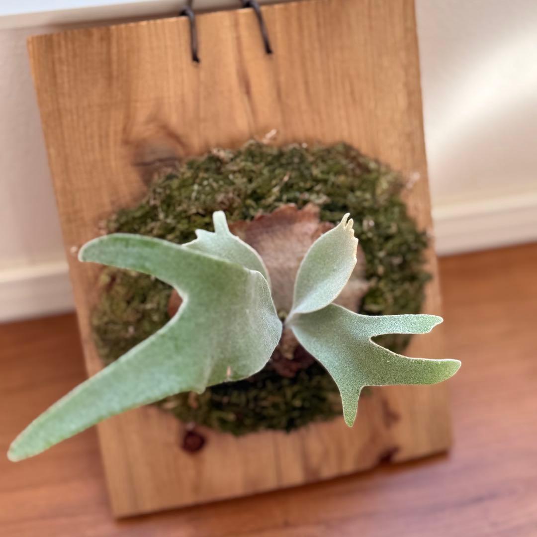 ビカクシダ　veitchii pedro tatsuta OC