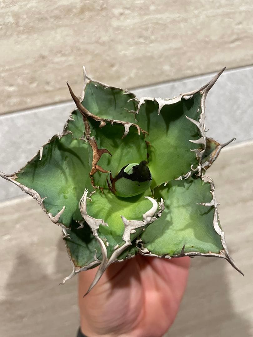 アガベ チタノタ ブツブツ系