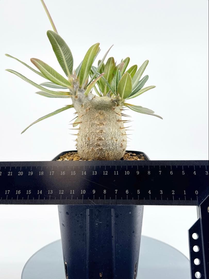 【鉢付き匿名配送】No65 実生 2年3か月 パキポディウム グラキリス