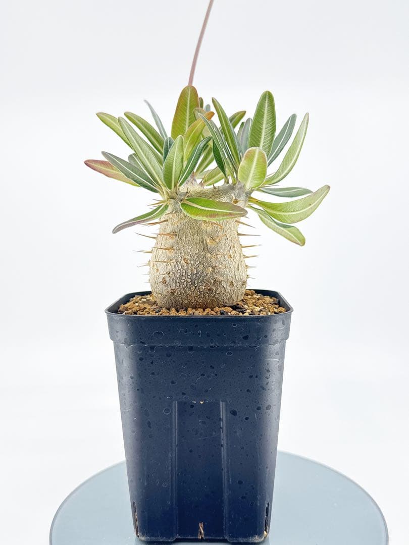 【鉢付き匿名配送】No65 実生 2年3か月 パキポディウム グラキリス