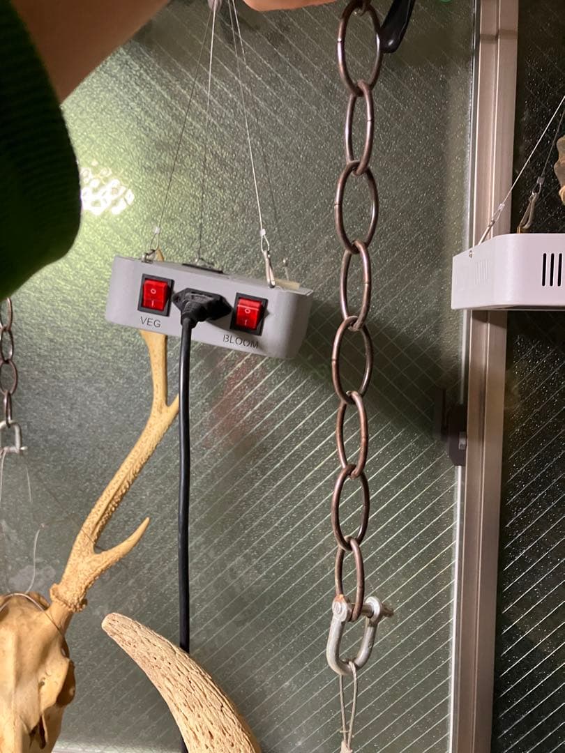 頭骨　頭蓋骨　ウシ　牛　種名 Bos taurus ※条約などには抵触しない種類