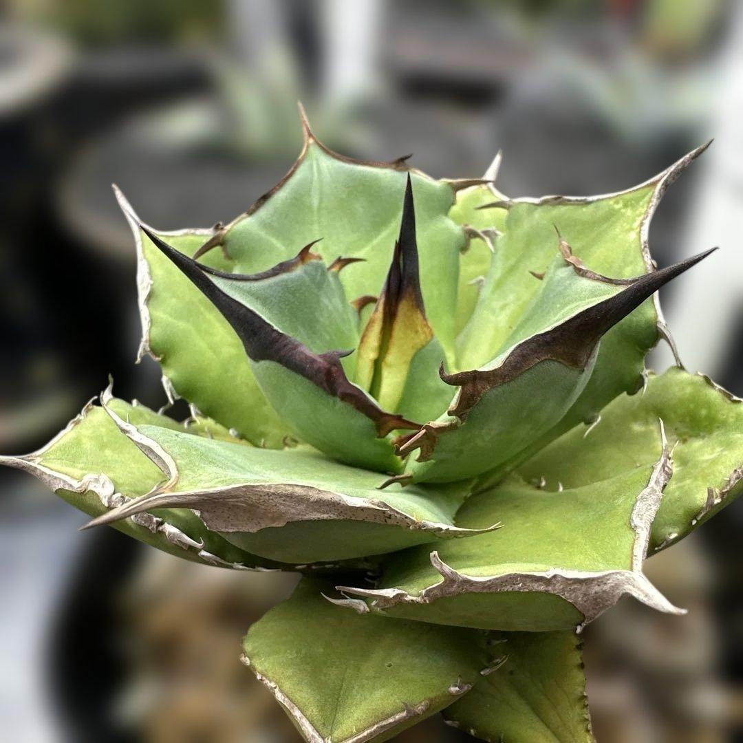 アガべ　キングアーサー　デニス040